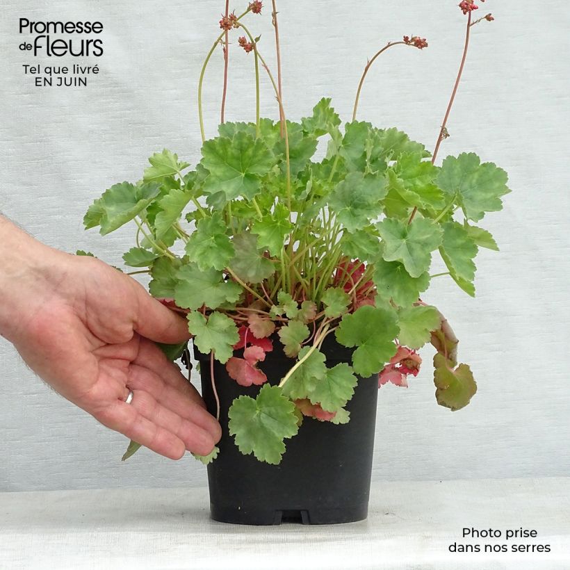 Example of Heuchera sanguinea Leuchtkäfer - Purpurglöckchen Topf mit 2L/3L as you get in ete