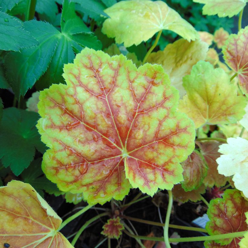 Heuchera Tiramisu - Purpurglöckchen (Foliage)