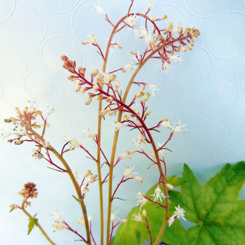 Heucherella Alabama sunrise - Schaumglöckchen (Flowering)