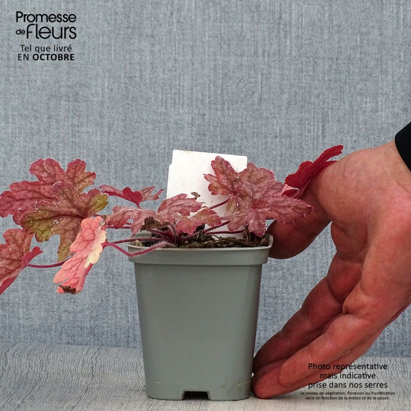 Example of Heucherella Alabama sunrise - Schaumglöckchen Kleine Töpfe von 8/9 cm as you get in automne