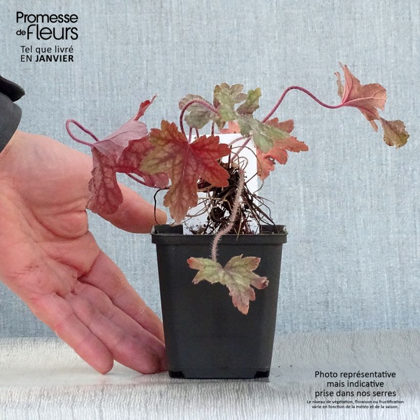 Exemplar von Heucherella Alabama sunrise - Schaumglöckchen Kleine Töpfe von 8/9 cm wie im Winter geliefert