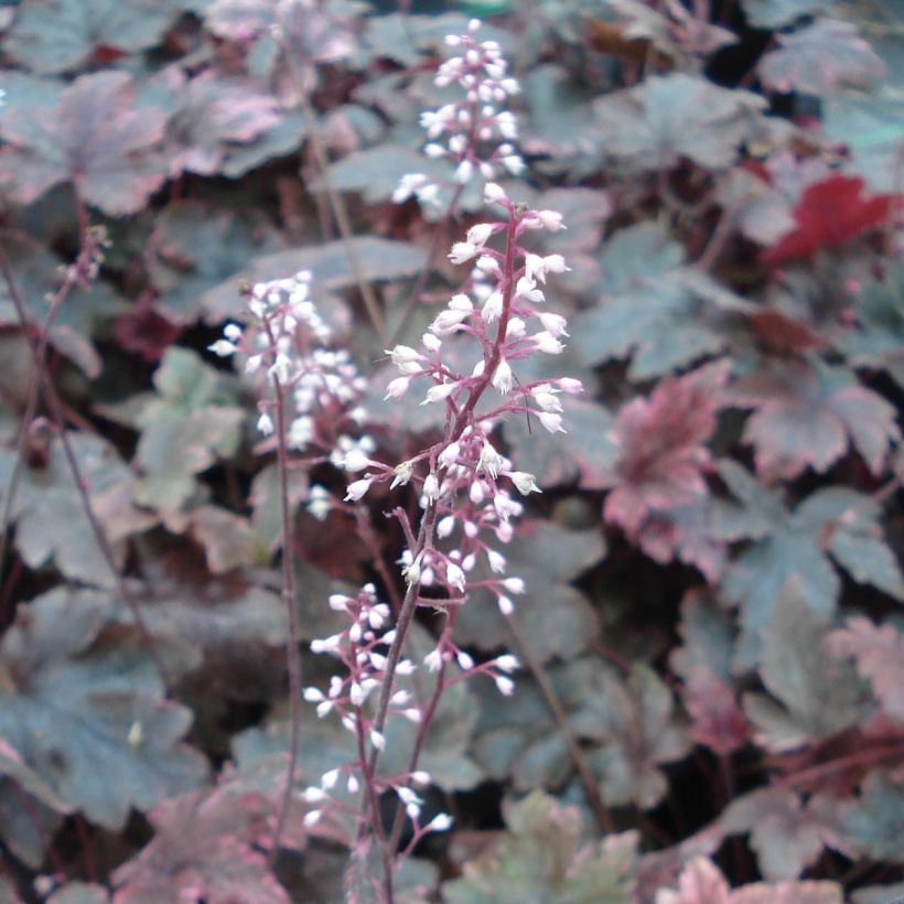Heucherella Berry Fizz - Schaumglöckchen (Flowering)