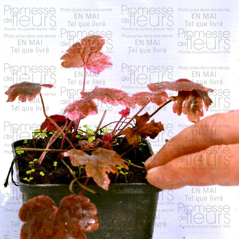Example of Heucherella Berry Fizz - Schaumglöckchen Kleine Töpfe von 8/9 cm as you get