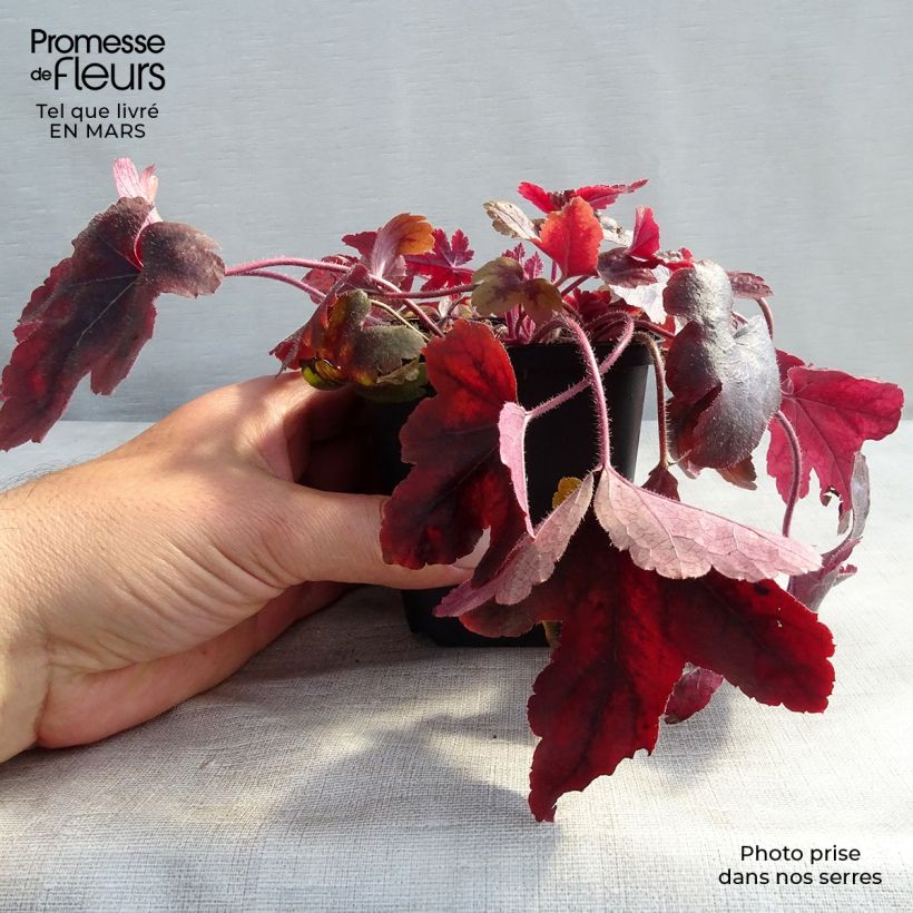 Exemplar von Heucherella Brass Lantern - Schaumglöckchen Kleine Töpfe von 8/9 cm wie im Frühjahr geliefert