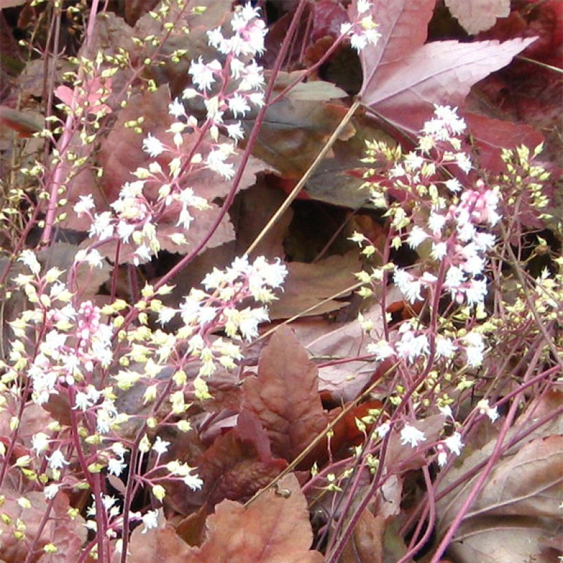 Heucherella Brass Lantern - Schaumglöckchen (Flowering)