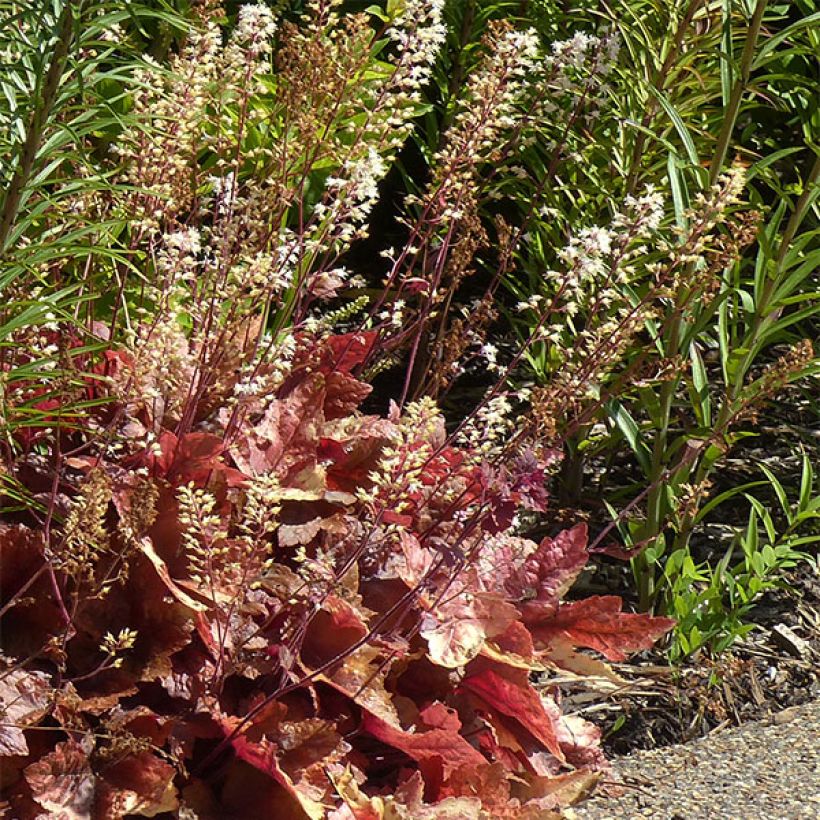 Heucherella Brass Lantern - Schaumglöckchen (Plant habit)
