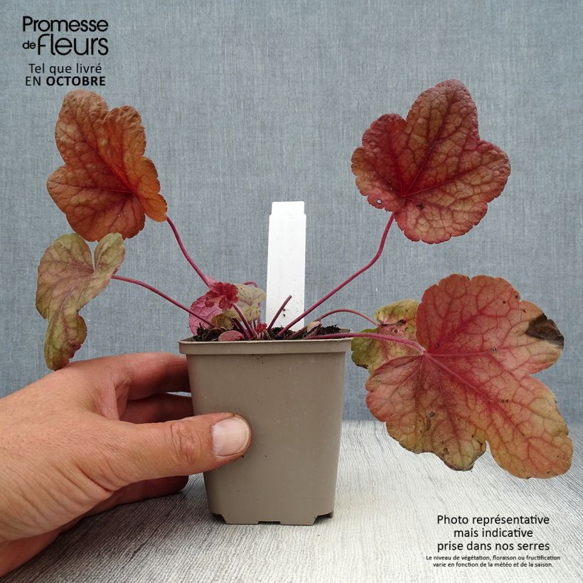 Example of Heucherella Buttered Rum - Schaumglöckchen Kleine Töpfe von 8/9 cm as you get in automne