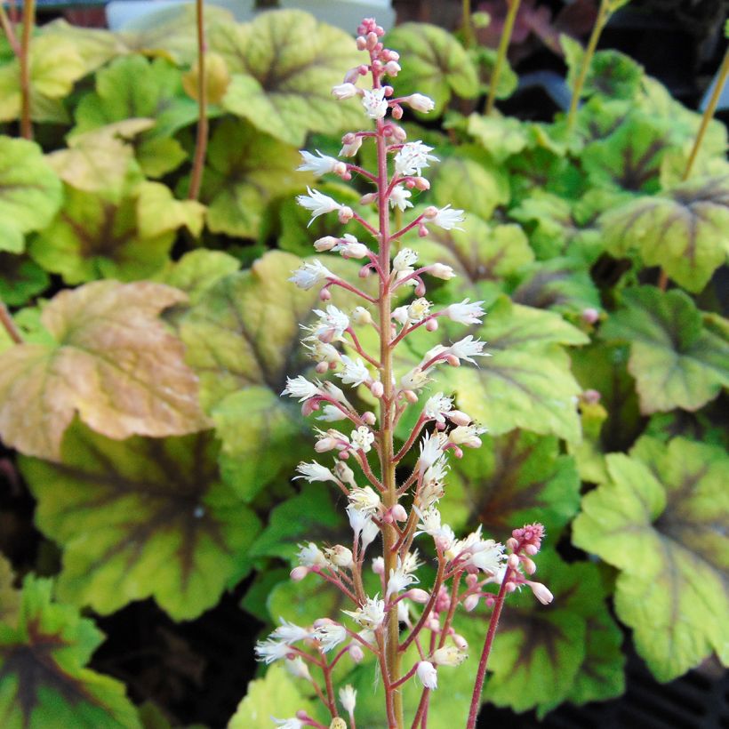 Heucherella Citrus shock - Schaumglöckchen (Flowering)
