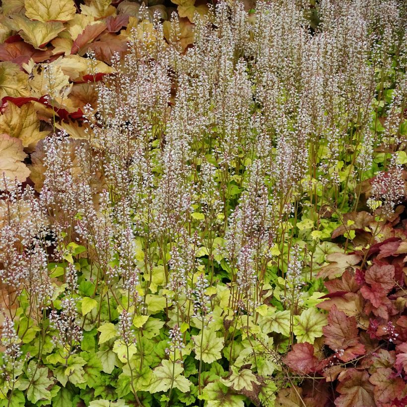 Heucherella Citrus shock - Schaumglöckchen (Plant habit)