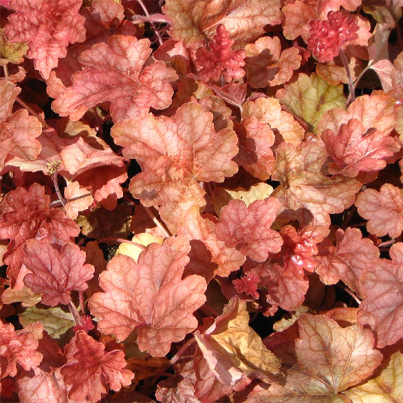 Heucherella Copper Cascade - Schaumglöckchen (Foliage)