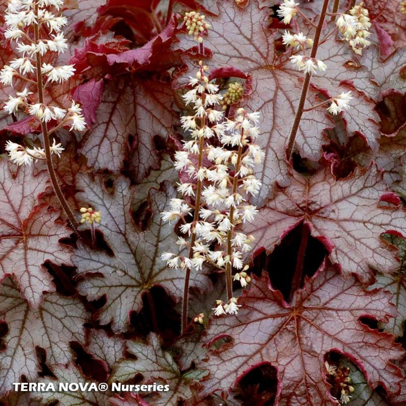 Heucherella Cracked Ice - Schaumglöckchen (Flowering)
