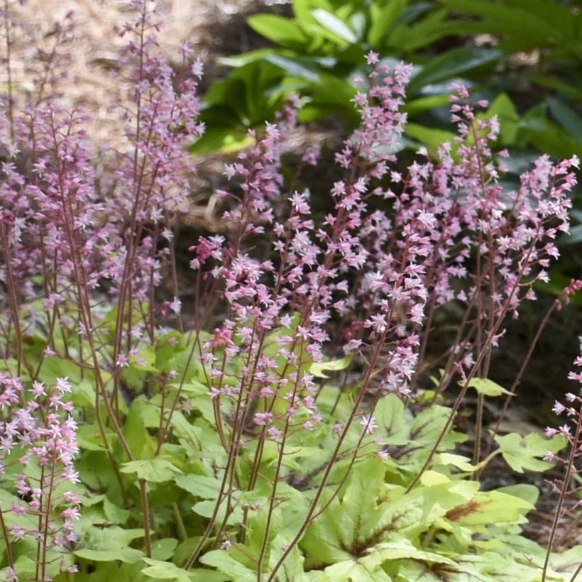 Heucherella Eye Spy - Schaumglöckchen (Flowering)
