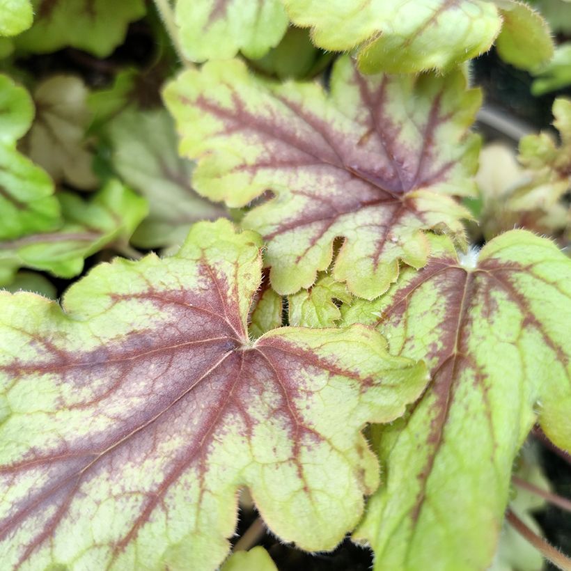 Heucherella Eye Spy - Schaumglöckchen (Foliage)