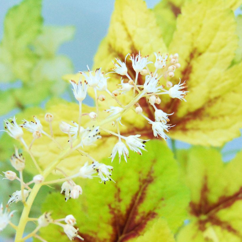 Heucherella Golden Zebra - Schaumglöckchen (Flowering)
