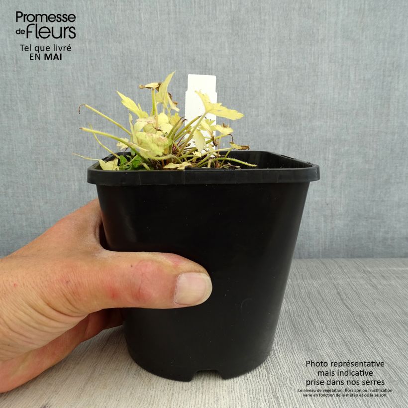 Exemplar von Heucherella Golden Zebra - Schaumglöckchen Topf mit 1,5L/2L wie im Frühjahr geliefert