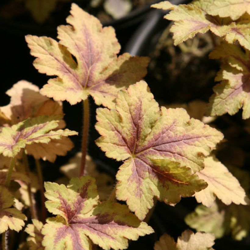 Heucherella Golden Zebra - Schaumglöckchen (Foliage)