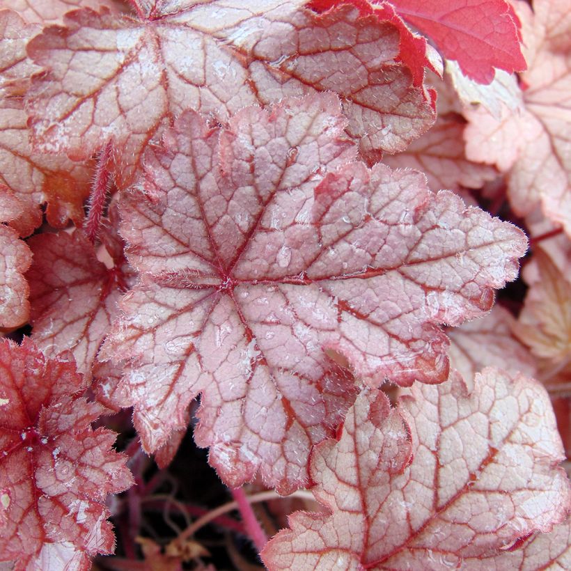 Heucherella Honey Rose - Schaumglöckchen (Foliage)