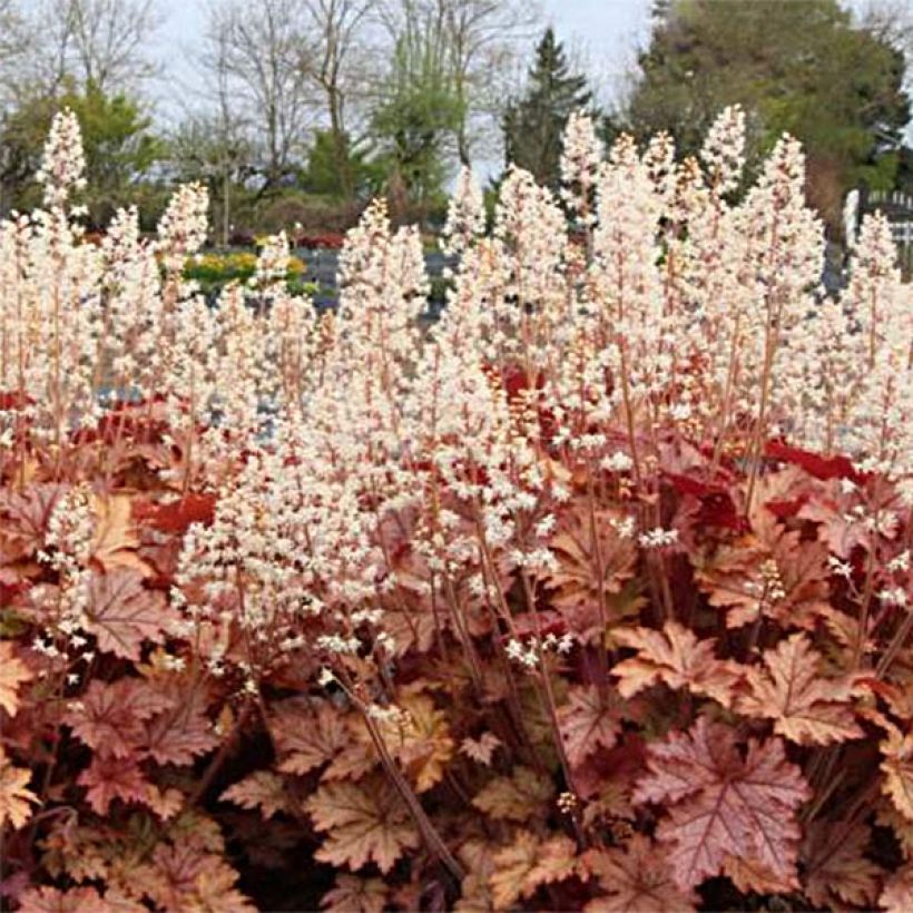 Heucherella Honey Rose - Schaumglöckchen (Plant habit)