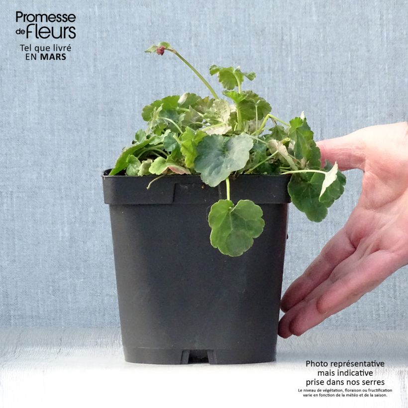 Exemplar von Heucherella Honey Rose - Schaumglöckchen Topf mit 2L/3L wie im Frühjahr geliefert