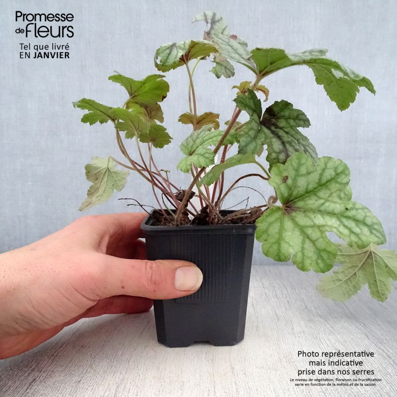 Exemplar von Heucherella Kimono - Schaumglöckchen Kleine Töpfe von 8/9 cm wie im Winter geliefert