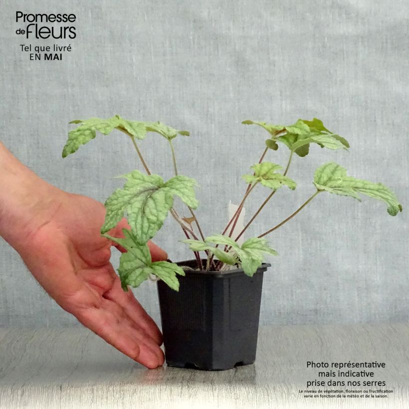 Exemplar von Heucherella Kimono - Schaumglöckchen Kleine Töpfe von 8/9 cm wie im Frühjahr geliefert