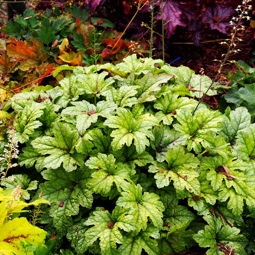 Heucherella Kimono - Schaumglöckchen (Plant habit)
