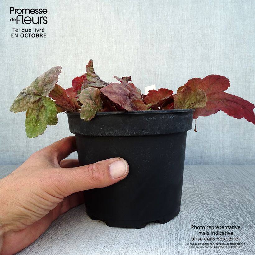 Example of Heucherella Redstone Falls - Schaumglöckchen Topf mit 2L/3L as you get in automne