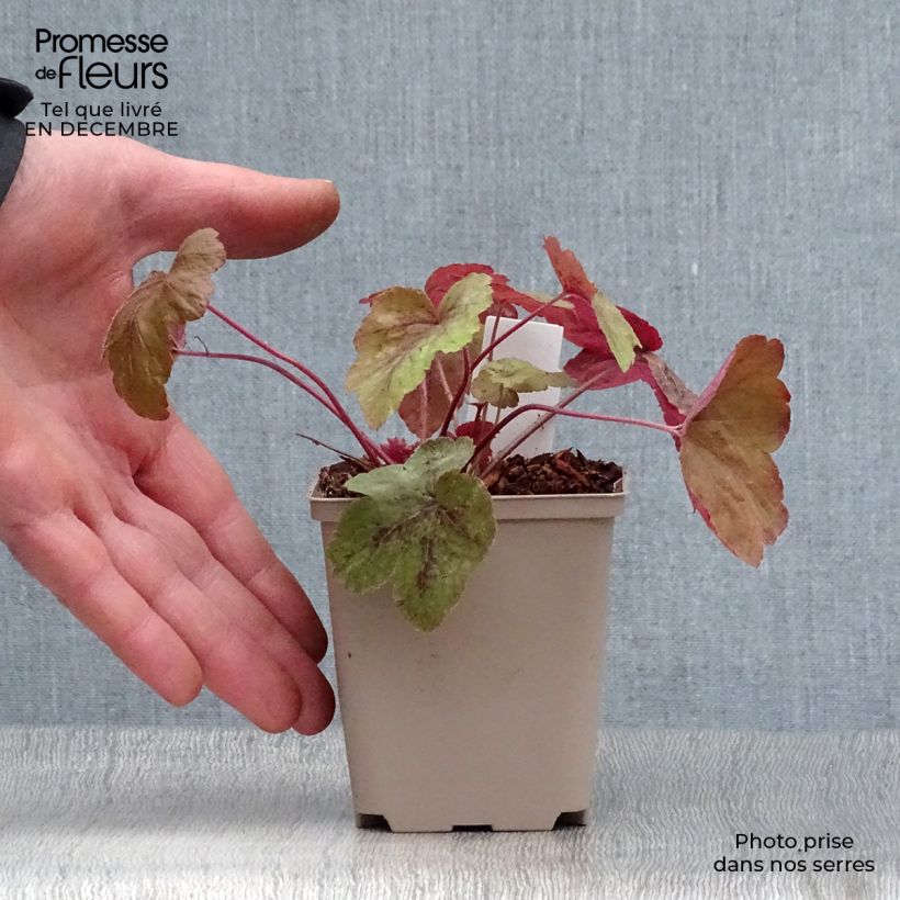 Exemplar von Heucherella Redstone Falls - Schaumglöckchen Kleine Töpfe von 8/9 cm wie im Winter geliefert