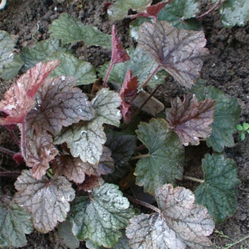 Heucherella Silver Streak - Schaumglöckchen (Foliage)