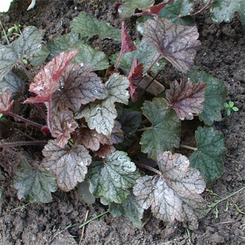 Heucherella Silver Streak - Schaumglöckchen (Plant habit)
