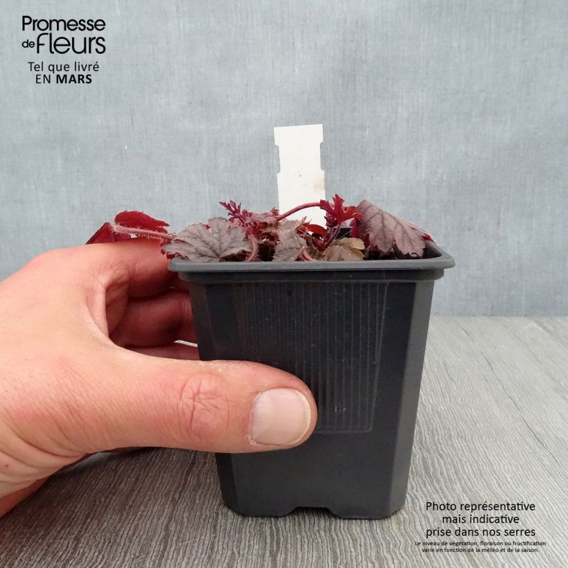 Exemplar von Heucherella Silver Streak - Schaumglöckchen Kleine Töpfe von 8/9 cm wie im Frühjahr geliefert