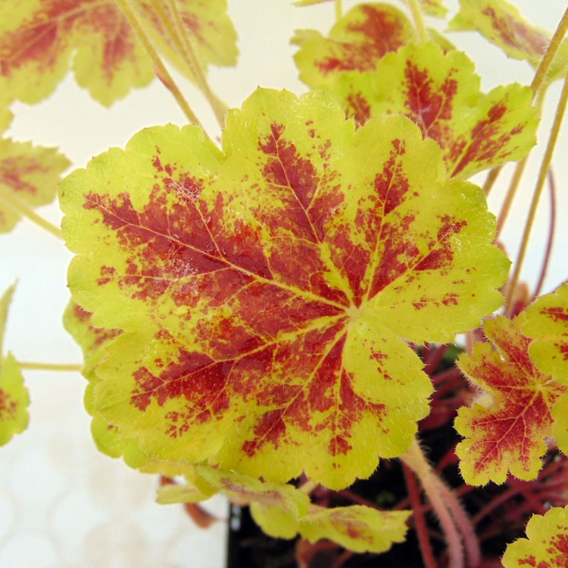 Heucherella Solar Eclipse - Schaumglöckchen (Foliage)