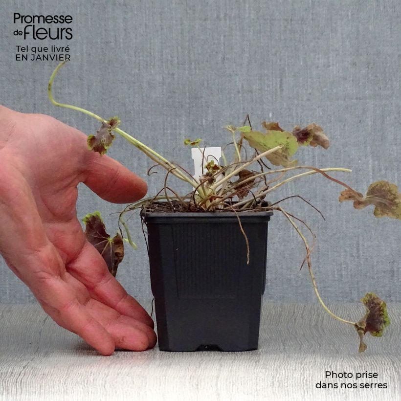 Exemplar von Heucherella Solar Eclipse - Schaumglöckchen Kleine Töpfe von 8/9 cm wie im Winter geliefert