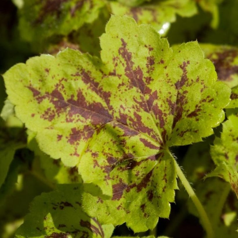 Heucherella Solar Power - Schaumglöckchen (Foliage)