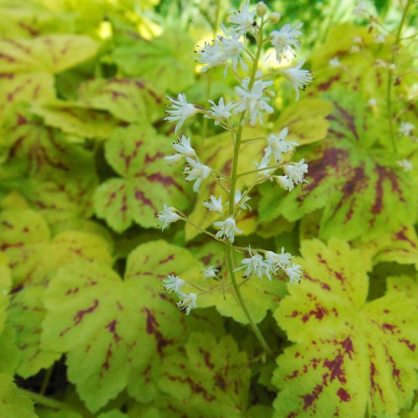 Heucherella Solar Power - Schaumglöckchen (Flowering)