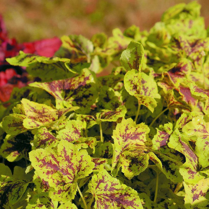 Heucherella Solar Power - Schaumglöckchen (Plant habit)