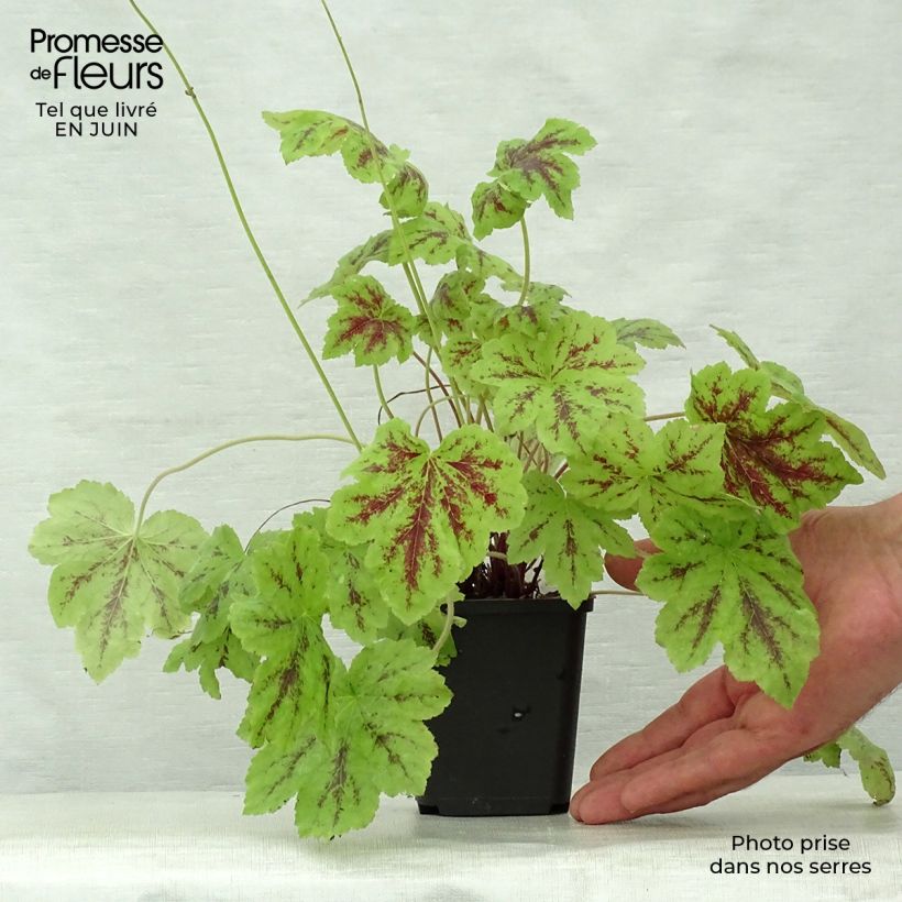 Example of Heucherella Solar Power - Schaumglöckchen Kleine Töpfe von 8/9 cm as you get in ete