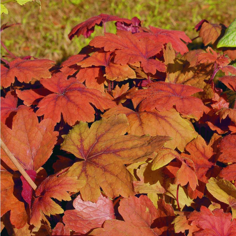Heucherella Sweet Tea - Schaumglöckchen (Foliage)