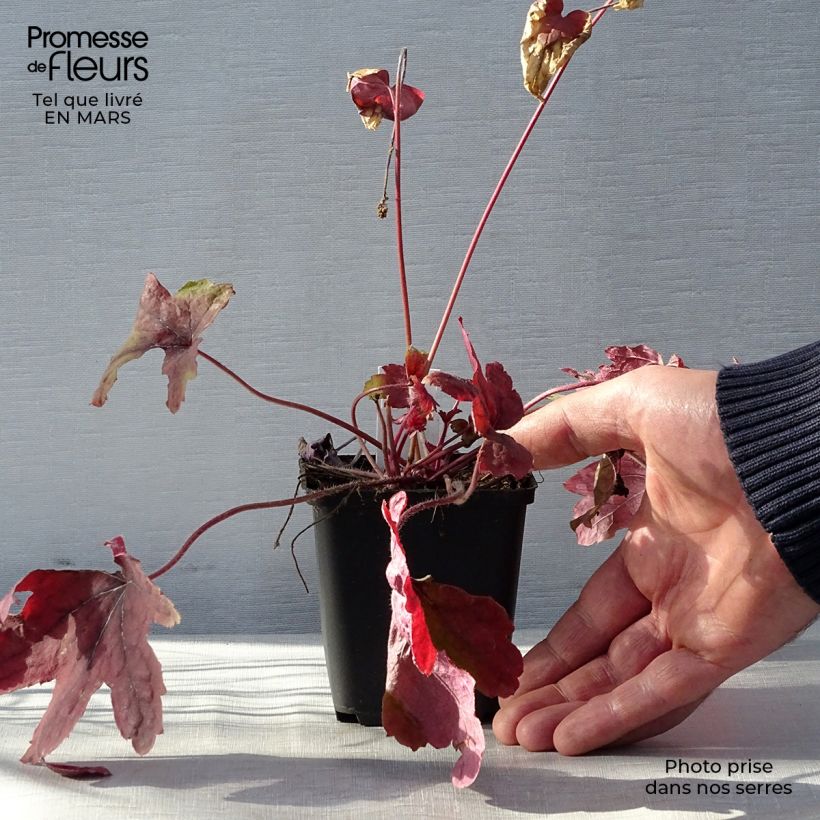 Exemplar von Heucherella Sweet Tea - Schaumglöckchen Kleine Töpfe von 8/9 cm wie im Frühjahr geliefert