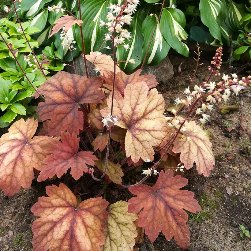 Heucherella Sweet Tea - Schaumglöckchen (Plant habit)