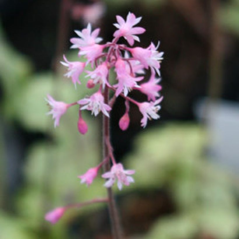 Heucherella Tapestry - Schaumglöckchen (Flowering)