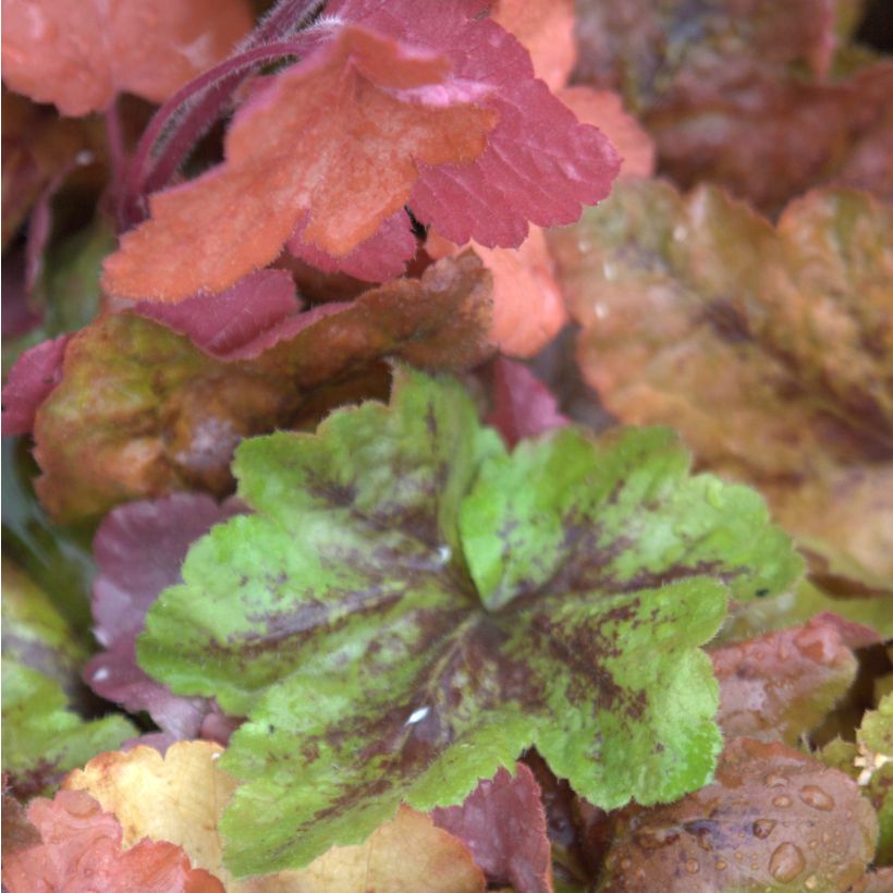 Heucherella Redstone Falls - Schaumglöckchen (Foliage)