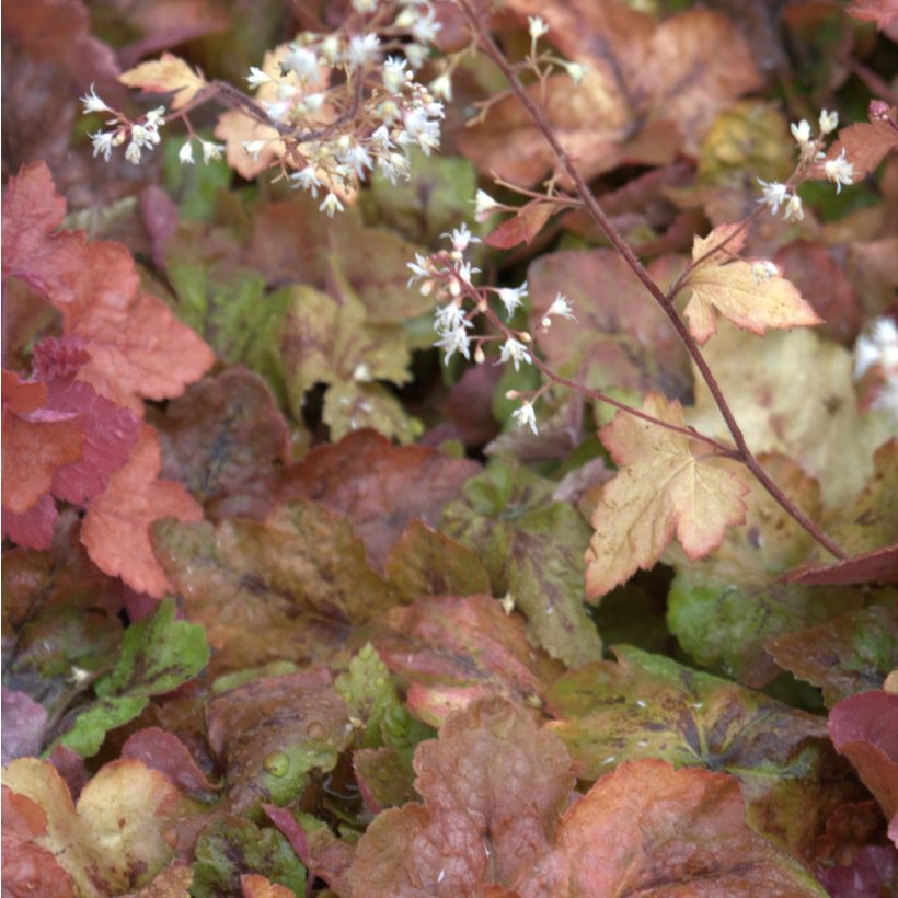 Heucherella Redstone Falls - Schaumglöckchen (Flowering)