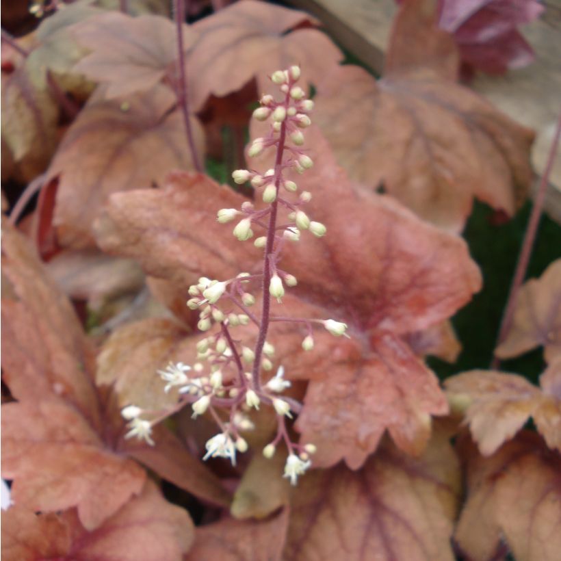 Heucherella Sweet Tea - Schaumglöckchen (Flowering)