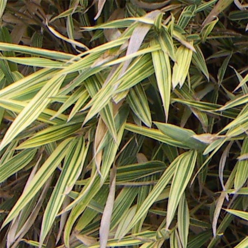Hibanobambusa tranquillans Shiroshima - Bambus (Foliage)