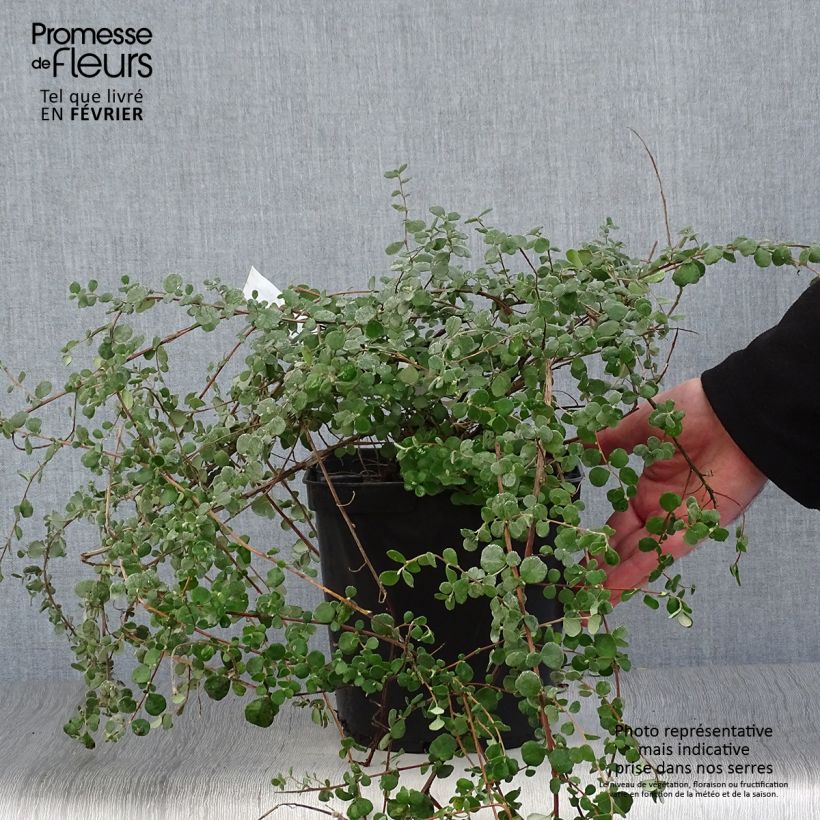 Exemplar von Hibbertia aspera - Münzgold Topf mit 4L/5L wie im Winter geliefert