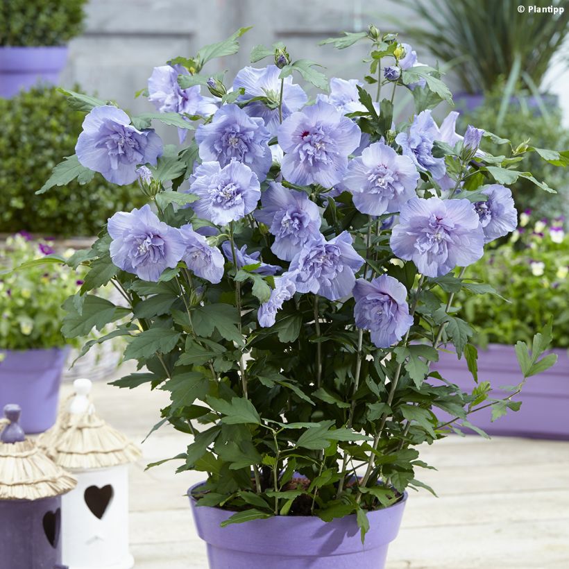 Garten-Hibiscus Blue Chiffon - Hibiscus syriacus (Plant habit)