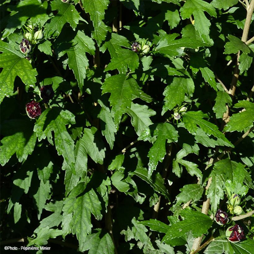 Garten-Hibiscus French Cabaret Purple - Hibiscus syriacus (Foliage)