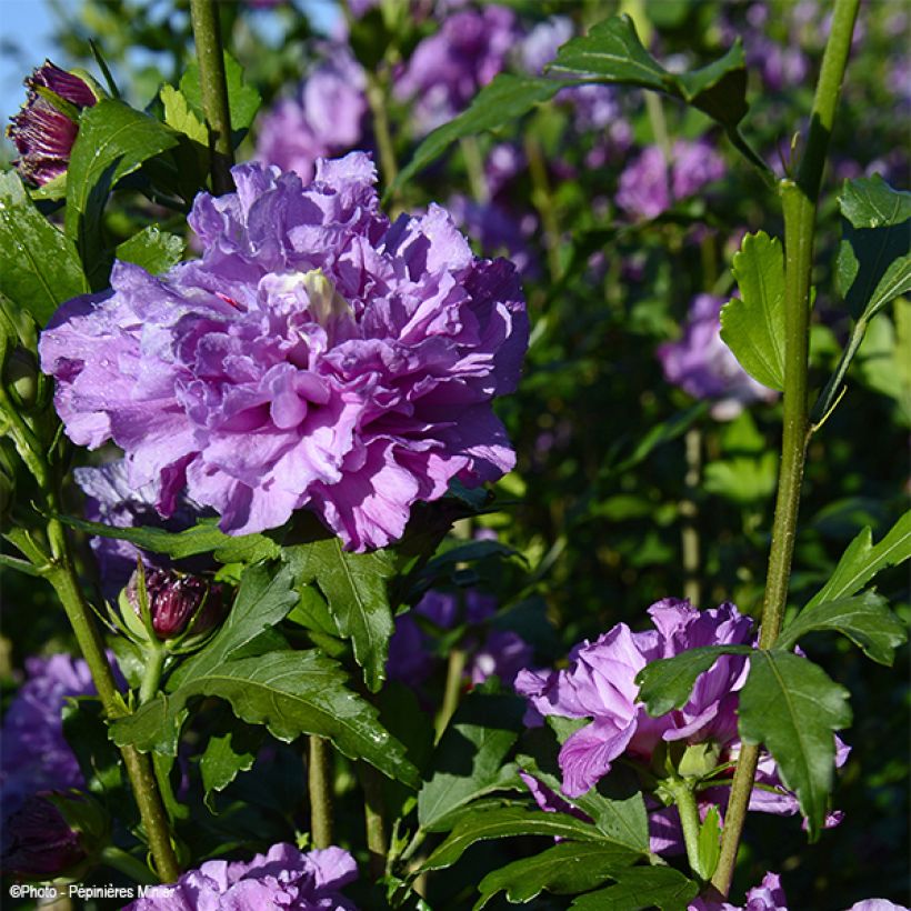 Garten-Hibiscus French Cabaret Purple - Hibiscus syriacus (Flowering)