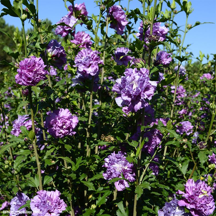 Garten-Hibiscus French Cabaret Purple - Hibiscus syriacus (Plant habit)